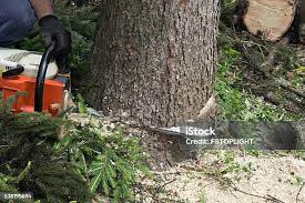 Reliable Conesus Lake, NY Tree Services Solutions